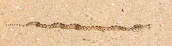Gophersnake Pituophis catenifer gopher snake