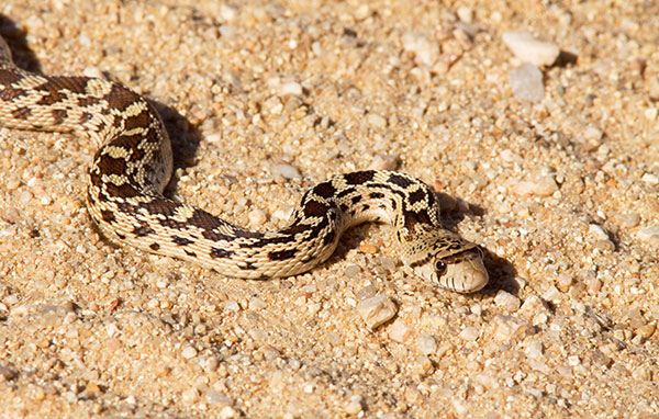 Gophersnake Pituophis catenifer gopher snake
