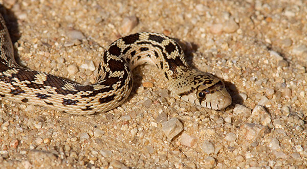 Gophersnake Pituophis catenifer gopher snake