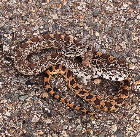 Gophersnake Pituophis catenifer gopher snake