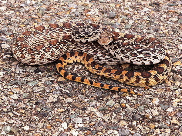 Gophersnake Pituophis catenifer gopher snake