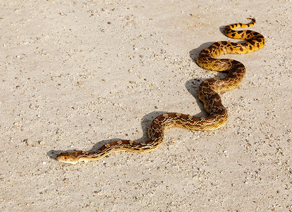 Gophersnake Pituophis catenifer gopher snake