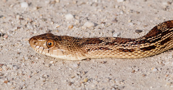 Gophersnake Pituophis catenifer gopher snake