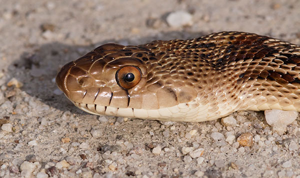Gophersnake Pituophis catenifer gopher snake