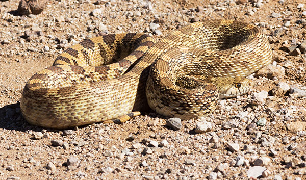 Gophersnake Pituophis catenifer gopher snake