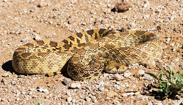 Gophersnake Pituophis catenifer gopher snake
