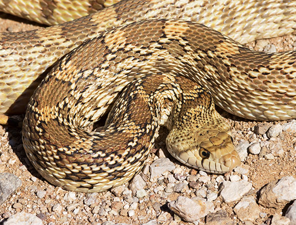 Gophersnake Pituophis catenifer gopher snake