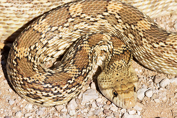 Gophersnake Pituophis catenifer gopher snake