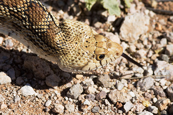 Gophersnake Pituophis catenifer gopher snake