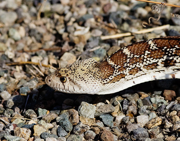 Gophersnake Pituophis catenifer gopher snake