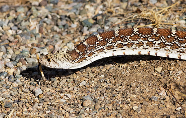 Gophersnake Pituophis catenifer gopher snake