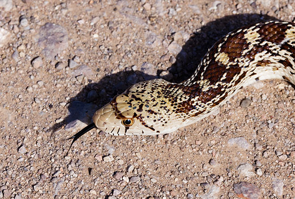 Gophersnake Pituophis catenifer gopher snake