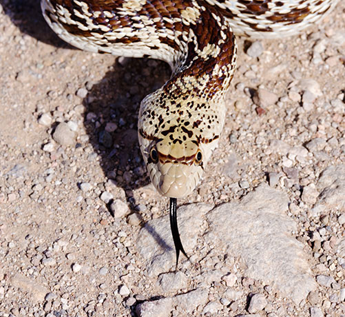 Gophersnake Pituophis catenifer gopher snake