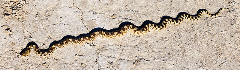 Gophersnake Pituophis catenifer gopher snake