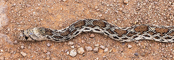 Gophersnake Pituophis catenifer gopher snake