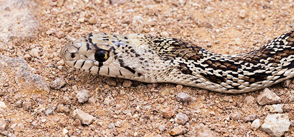 Gophersnake Pituophis catenifer gopher snake