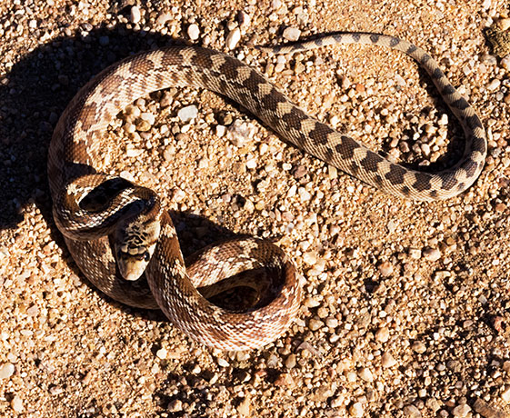 Gophersnake Pituophis catenifer gopher snake