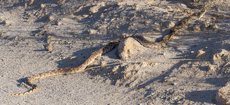 Gophersnake Pituophis catenifer gopher snake