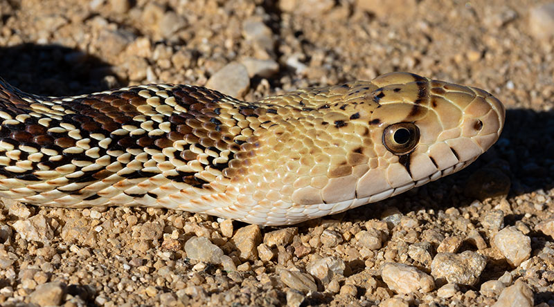 Gophersnake Pituophis catenifer gopher snake
