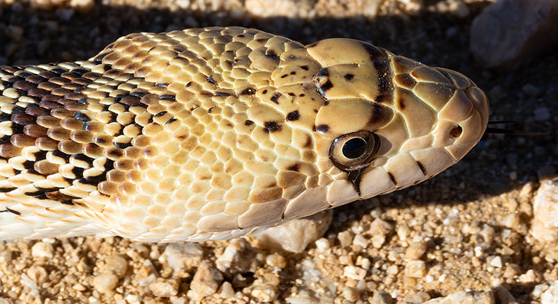 Gophersnake Pituophis catenifer gopher snake