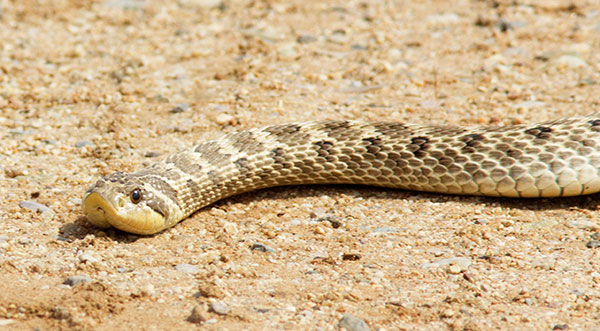 Western Hog-nosed Snake Heterodon nasicus 