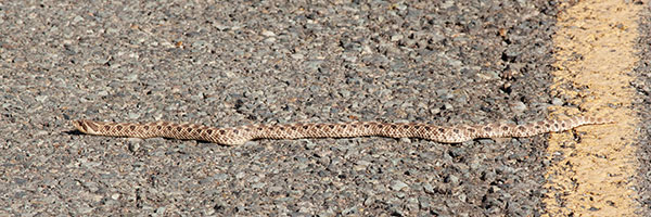 Western Hog-nosed Snake Heterodon nasicus 