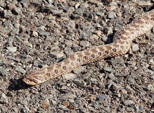 Western Hog-nosed Snake Heterodon nasicus 