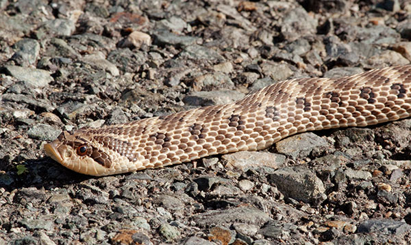 Western Hog-nosed Snake Heterodon nasicus 