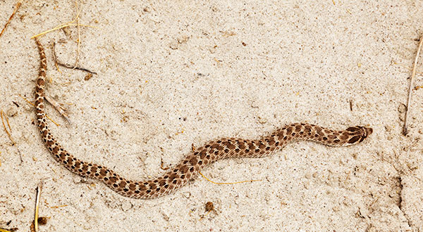 Western Hog-nosed Snake Heterodon nasicus 