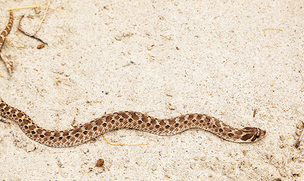 Western Hog-nosed Snake Heterodon nasicus 