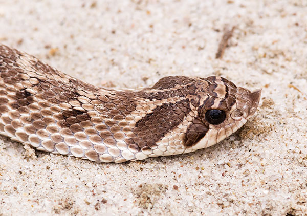 Western Hog-nosed Snake Heterodon nasicus 