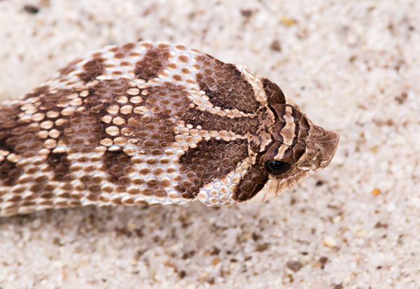 Western Hog-nosed Snake Heterodon nasicus 