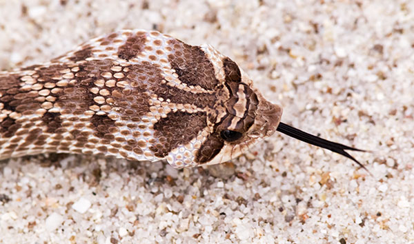 Western Hog-nosed Snake Heterodon nasicus 