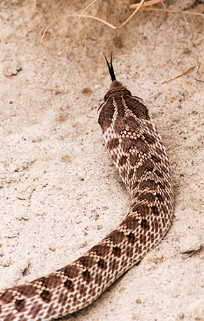 Western Hog-nosed Snake Heterodon nasicus 