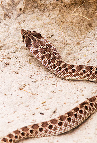 Western Hog-nosed Snake Heterodon nasicus 