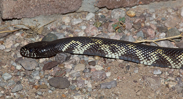 Common Kingsnake Lampropeltis getula  