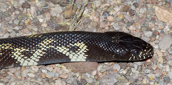 Common Kingsnake Lampropeltis getula  