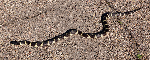 Common Kingsnake Lampropeltis getula  