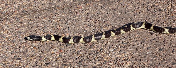Common Kingsnake Lampropeltis getula  