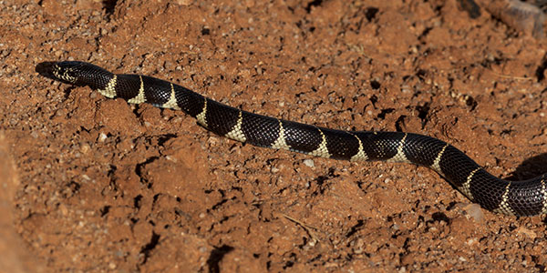Common Kingsnake Lampropeltis getula  California Kingsnake