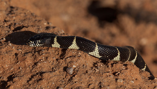 Common Kingsnake Lampropeltis getula  California Kingsnake