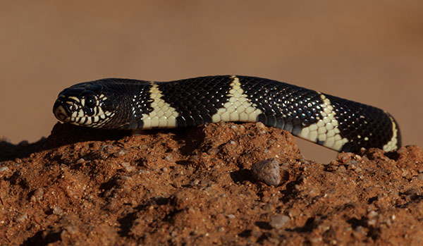 Common Kingsnake Lampropeltis getula  California Kingsnake