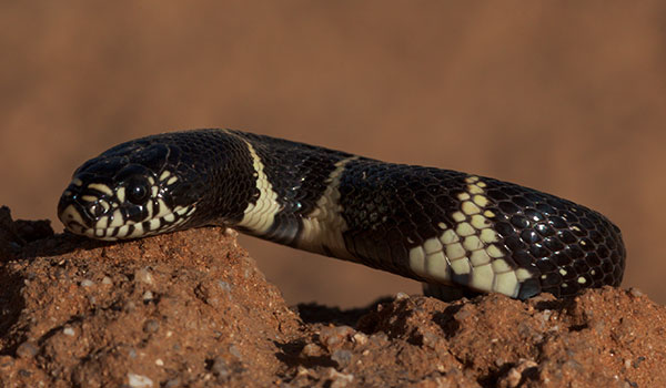 Common Kingsnake Lampropeltis getula  California Kingsnake