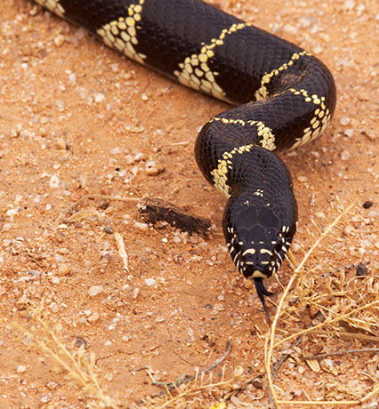 Common Kingsnake Lampropeltis getula  California Kingsnake