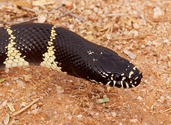 Common Kingsnake Lampropeltis getula  California Kingsnake