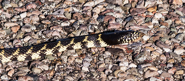 Common Kingsnake Lampropeltis getula  Desert Kingsnake