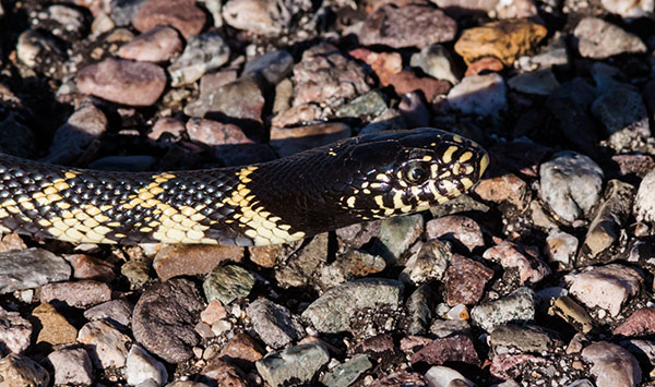 Common Kingsnake Lampropeltis getula  Desert Kingsnake