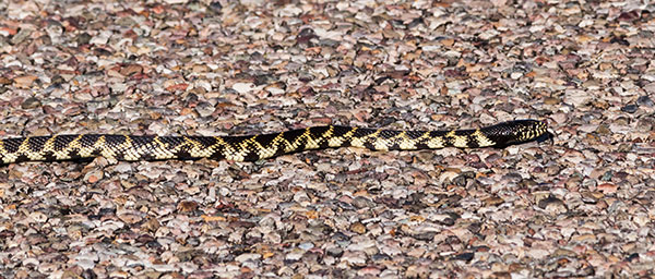 Common Kingsnake Lampropeltis getula  Desert Kingsnake