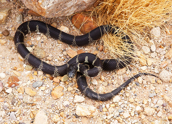 Common Kingsnake Lampropeltis getula  