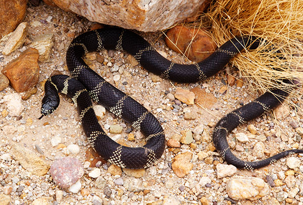 Common Kingsnake Lampropeltis getula  